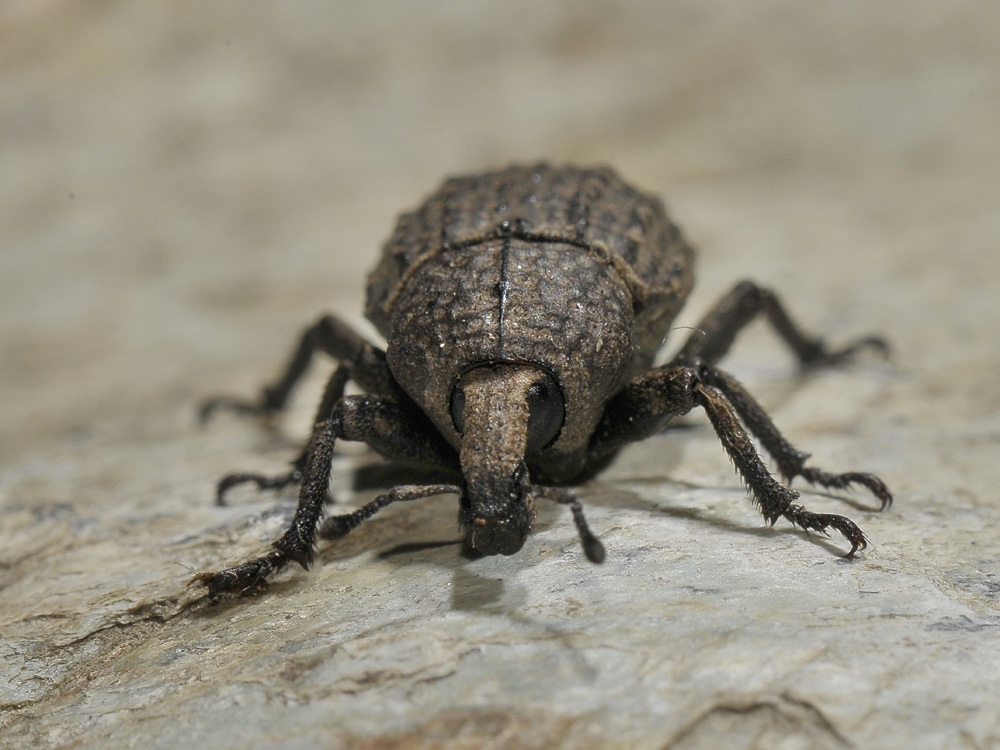 Curculionide da identificare - Minyops cf. variolosus